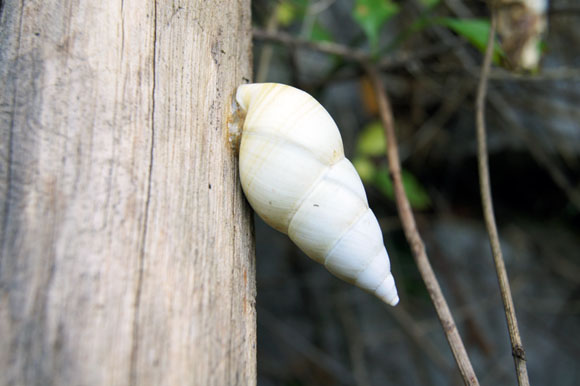 Liguus fasciatus ssp. Vi�ales